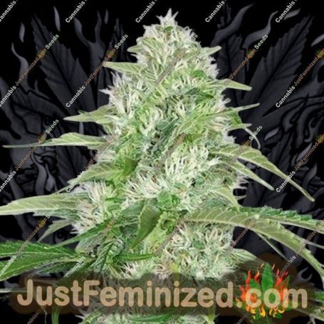 Double Cheese by Dispensario Seeds Cannabis Seeds For Sale at Just Feminized