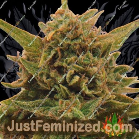 Eter Blueberry by Dispensario Seeds Cannabis Seeds For Sale at Just Feminized
