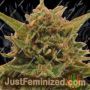 Eter Blueberry by Dispensario Seeds Cannabis Seeds For Sale at Just Feminized