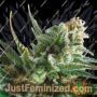 Lemon Ammo by Dispensario Seeds Cannabis Seeds For Sale at Just Feminized