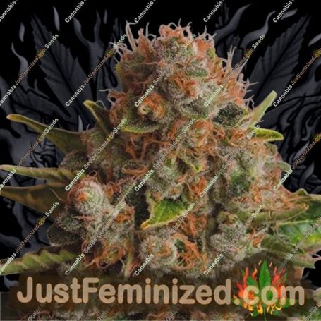 Queen Widow by Dispensario Seeds Cannabis Seeds For Sale at Just Feminized