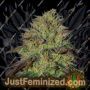 Rainbow Sherbet by Dispensario Seeds Cannabis Seeds For Sale at Just Feminized