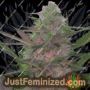 Rehab 47 by Dispensario Seeds Cannabis Seeds For Sale at Just Feminized