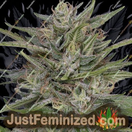 Don AK by Don Avalanche Cannabis Seeds For Sale at Just Feminized