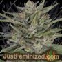 Don AK by Don Avalanche Cannabis Seeds For Sale at Just Feminized