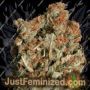 Don Amnesia by Don Avalanche Cannabis Seeds For Sale at Just Feminized
