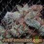 Don Cherry Pie by Don Avalanche Cannabis Seeds For Sale at Just Feminized