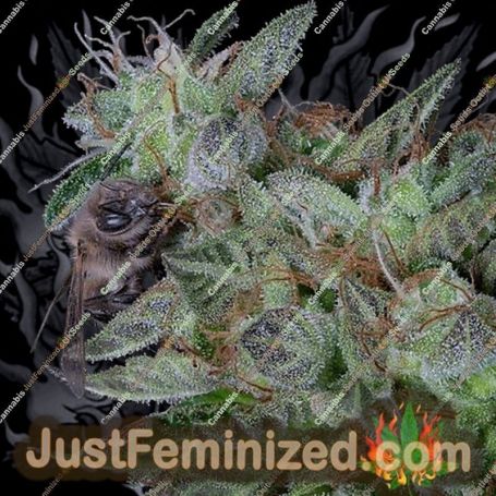 Don Do Si Dos by Don Avalanche Cannabis Seeds For Sale at Just Feminized
