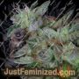 Don Do Si Dos by Don Avalanche Cannabis Seeds For Sale at Just Feminized