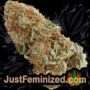 Don Do Si Dos by Don Avalanche Buds Weed Ganja Skunk Pot Reefer Dope Herb Pics Images