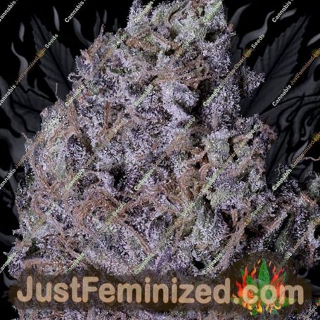 Don Gelato by Don Avalanche Cannabis Seeds For Sale at Just Feminized