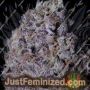 Don Gelato by Don Avalanche Cannabis Seeds For Sale at Just Feminized