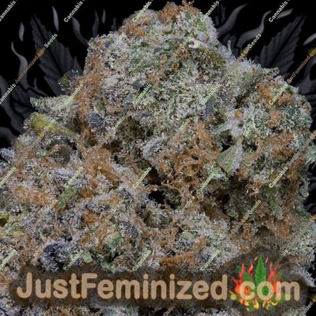 Don Girl Scout Cookies by Don Avalanche Cannabis Seeds For Sale at Just Feminized