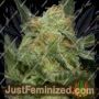 Don Gorilla Glue by Don Avalanche Cannabis Seeds For Sale at Just Feminized