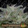 Don Lemon Glue by Don Avalanche Cannabis Seeds For Sale at Just Feminized