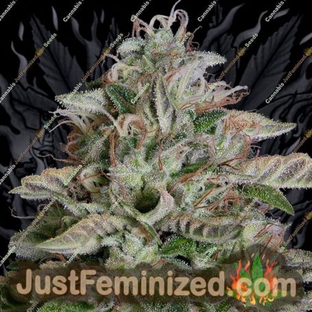 Don Megalodon by Don Avalanche Cannabis Seeds For Sale at Just Feminized