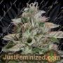 Don Megalodon by Don Avalanche Cannabis Seeds For Sale at Just Feminized