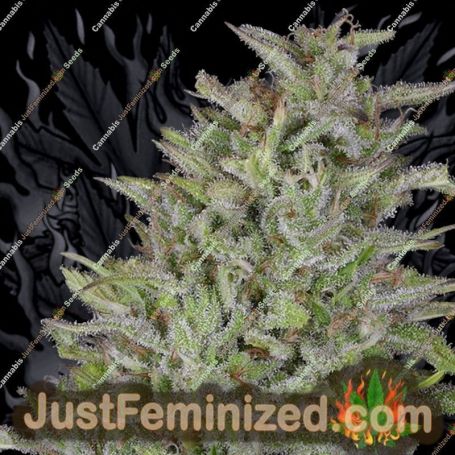 Don Wedding Cake by Don Avalanche Cannabis Seeds For Sale at Just Feminized