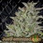 Don Wedding Cake by Don Avalanche Cannabis Seeds For Sale at Just Feminized