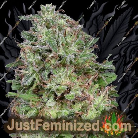 Don White Widow by Don Avalanche Cannabis Seeds For Sale at Just Feminized