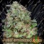 Don White Widow by Don Avalanche Cannabis Seeds For Sale at Just Feminized