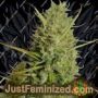 Super Malawi Haze by Ace Seeds Cannabis Seeds For Sale at Just Feminized