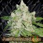 Brooklyn Sunrise Auto by Dutch Passion Cannabis Seeds For Sale at Just Feminized