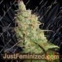 Desfran Auto by Dutch Passion Cannabis Seeds For Sale at Just Feminized