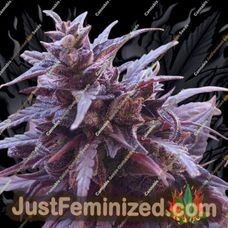 Thai Chi by Ace Seeds Cannabis Seeds For Sale at Just Feminized