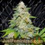 Durban Poison Auto by Dutch Passion Cannabis Seeds For Sale at Just Feminized