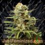 White Widow Auto by Dutch Passion Cannabis Seeds For Sale at Just Feminized