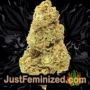 White Widow Auto by Dutch Passion Buds Weed Ganja Skunk Pot Reefer Dope Herb Pics Images