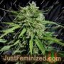 Tikal by Ace Seeds Cannabis Seeds For Sale at Just Feminized