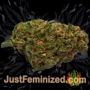 White Widow Auto by Dutch Passion Buds Weed Ganja Skunk Pot Reefer Dope Herb Pics Images