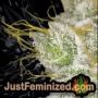 White Widow Auto by Dutch Passion THC CBD Close Up Trichomes Potency Yield Indica Sativa Strain Pic Images