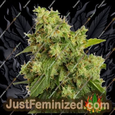 Xtreme Auto by Dutch Passion Cannabis Seeds For Sale at Just Feminized