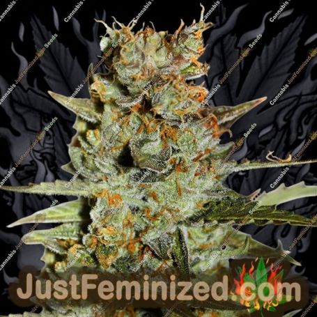 Blueberry by Dutch Passion Cannabis Seeds For Sale at Just Feminized