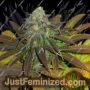 Californian Orange by Dutch Passion Cannabis Seeds For Sale at Just Feminized