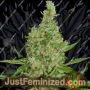 Medi Auto by Dutch Passion Cannabis Seeds For Sale at Just Feminized