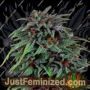 Durban Poison by Dutch Passion Cannabis Seeds For Sale at Just Feminized