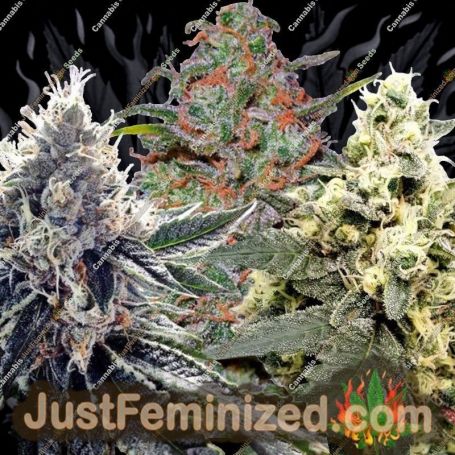 Dutch Outdoor Mix by Dutch Passion Cannabis Seeds For Sale at Just Feminized