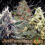 Dutch Outdoor Mix by Dutch Passion Cannabis Seeds For Sale at Just Feminized