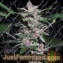 Violeta by Ace Seeds Cannabis Seeds For Sale at Just Feminized
