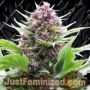 Frisian Duck by Dutch Passion Cannabis Seeds For Sale at Just Feminized