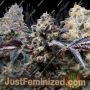 Fruity Auto by Dutch Passion Cannabis Seeds For Sale at Just Feminized