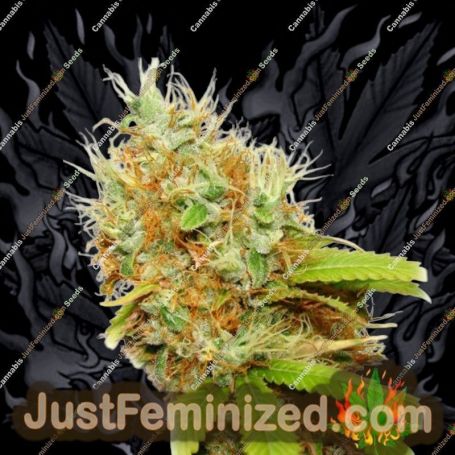 Mazar by Dutch Passion Cannabis Seeds For Sale at Just Feminized