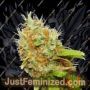 Mazar by Dutch Passion Cannabis Seeds For Sale at Just Feminized
