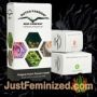 Mazar Dutch Passion Souvenir Marijuana Seeds Original Breeder Packaging