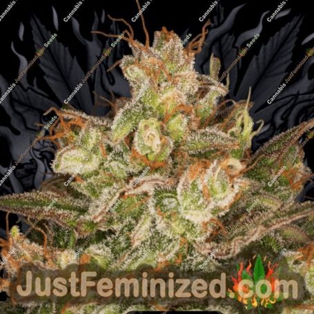 Night Queen by Dutch Passion Cannabis Seeds For Sale at Just Feminized