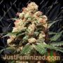 Orange Hill Special by Dutch Passion Cannabis Seeds For Sale at Just Feminized